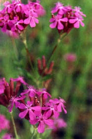 Silene armeria